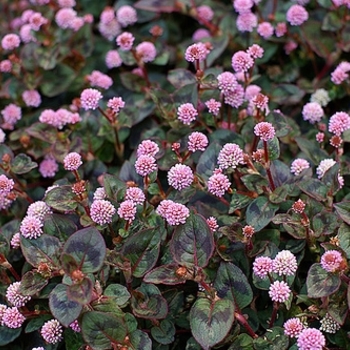 Polygonum capitatum - Pink Clover Knotweed