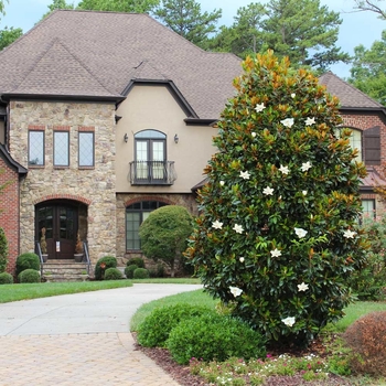 Magnolia grandiflora - 'Little Gem' Southern Magnolia