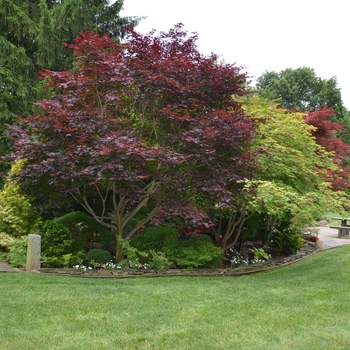 Acer palmatum - 'Emperor 1&reg;' Japanese Maple