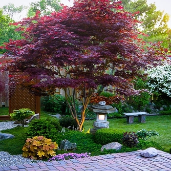 Acer palmatum var. atropurpureum - 'Bloodgood' Japanese Maple (Red Maple)