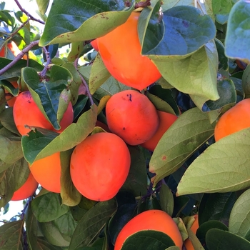 Diospyros kaki - 'Hachiya' Persimmon