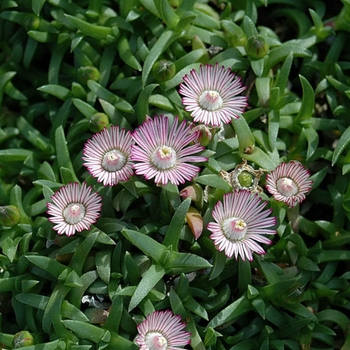 Ruschia nana - ''Carpet of Stars'