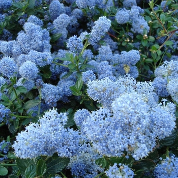 Ceanothus - Assorted California Lilac