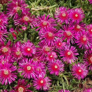 Lampranthus productus - Iceplant