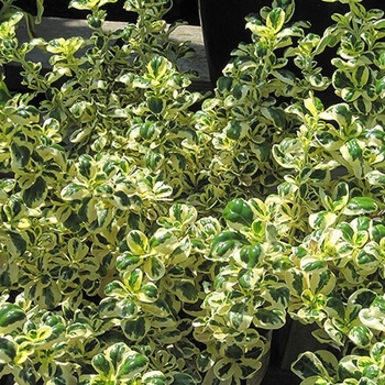 Coprosma (All Varieties) - 'Coppershine' Mirror Plant