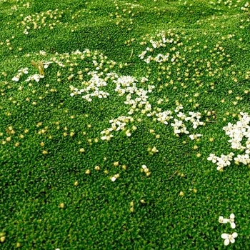 Sagina subulata - Irish Moss