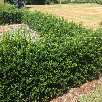 Euonymus japonica - 'Microphyllus ' Variegated Boxleaf Euonymus