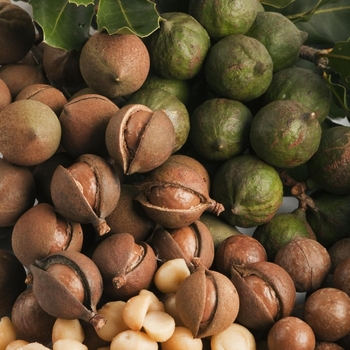 Macadamia integrifolia - Macadamia Nut