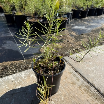 Asclepias fascicularis - Narrow-leaved Milkweed
