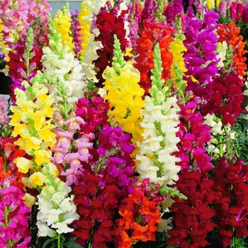 Antirrhinum majus - Mixture Snapdragon