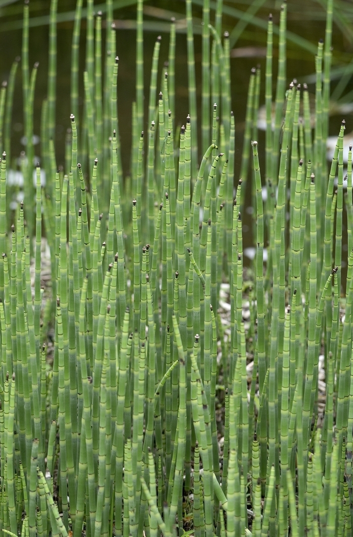 Small Horsetail - Equisetum scirpoides from Sunshine Grower Nursery
