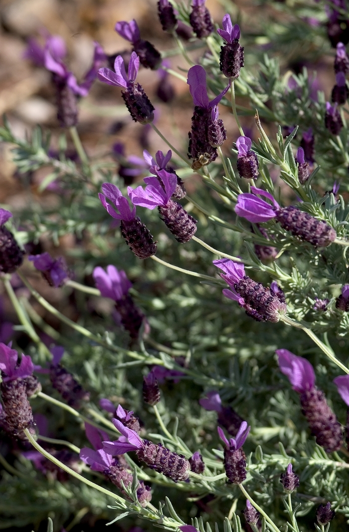Spanish Lavender - Lavandula stoechas var. pedunculata from Sunshine Grower Nursery