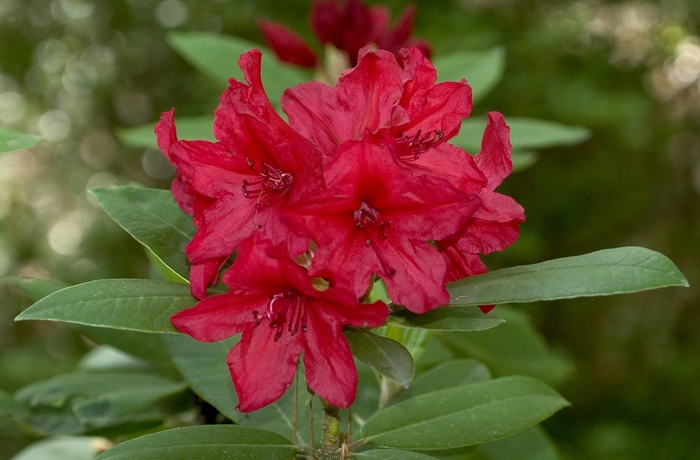 'Vulcans Flame' - Rhododendron catawbiense from Sunshine Grower Nursery