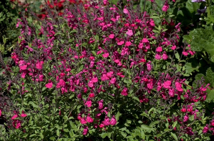 Autumn Sage - Salvia greggii from Sunshine Grower Nursery