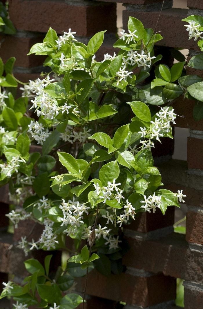  Star Jasmine (Bush) - Trachelospermum jasminoides from Sunshine Grower Nursery