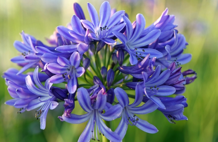 Compact African Lily - Agapanthus from Sunshine Grower Nursery
