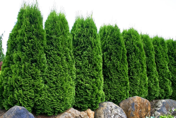 ''Emerald Green' Arborvitae - Thuja occidentalis from Sunshine Grower Nursery