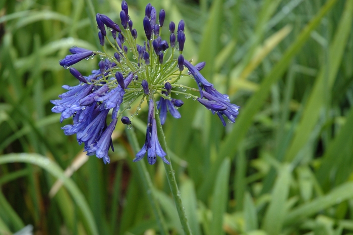 'Storm Cloud' African Lily - Agapanthus from Sunshine Grower Nursery