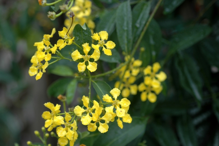 Butterfly vine - Mascagnia macropetala from Sunshine Grower Nursery