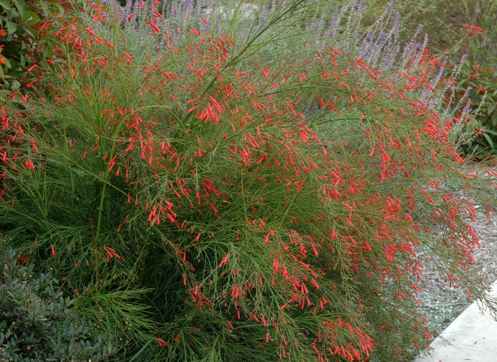 Firecracker Plant - Russelia equisetiformis from Sunshine Grower Nursery