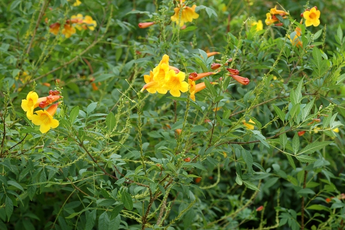 Yellow Bells - Tecoma stans from Sunshine Grower Nursery
