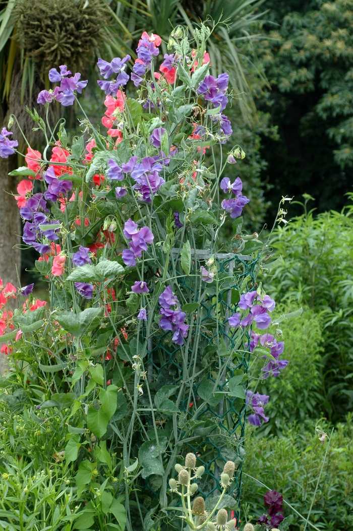 Sweet Pea - Lathyrus odoratus from Sunshine Grower Nursery