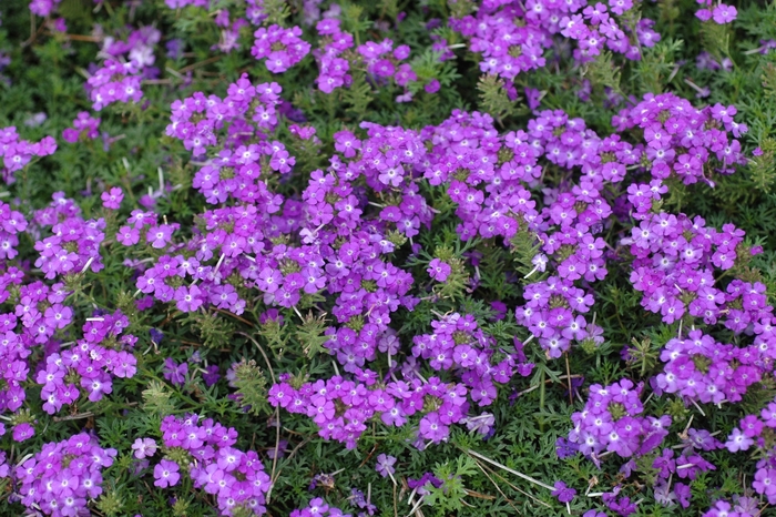 Tapien 'Lilac' - Verbena from Sunshine Grower Nursery