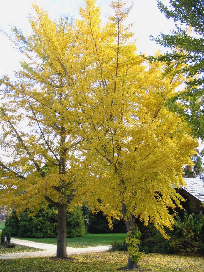 Ginkgo - Ginkgo biloba from Sunshine Grower Nursery