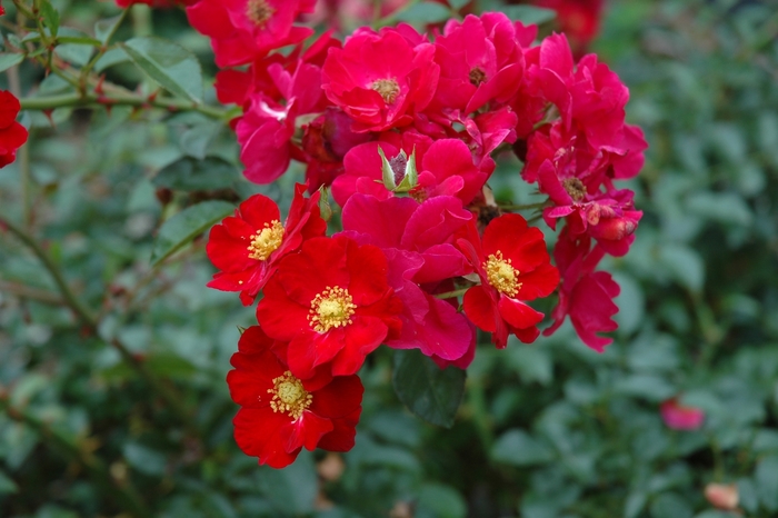 Flower Carpet Rose - Rosa (Groundcover Rose) from Sunshine Grower Nursery