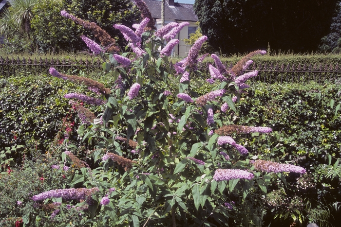 Common Butterfly Bush - Buddleia davidii from Sunshine Grower Nursery