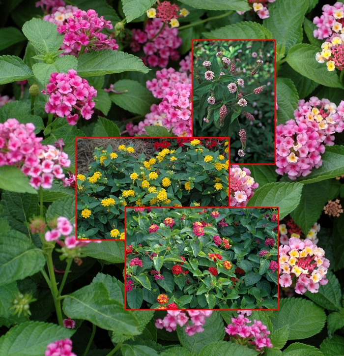 Assorted Lantana - Lantana from Sunshine Grower Nursery