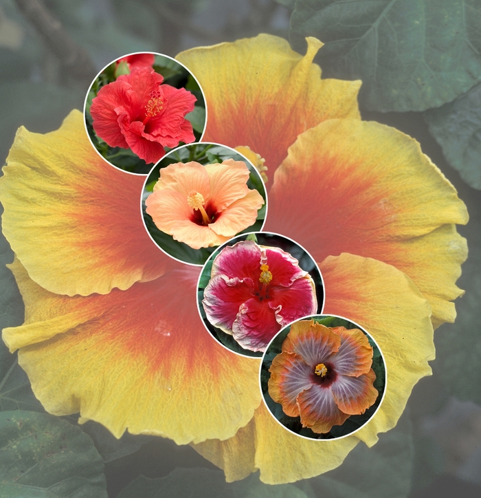 'Multiple Varieties' Assorted Tropical Hibiscus - Hibiscus from Sunshine Grower Nursery