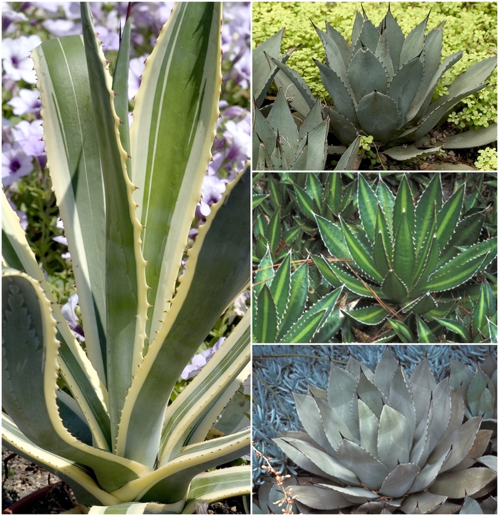 Multiple Varieties - Agave from Sunshine Grower Nursery