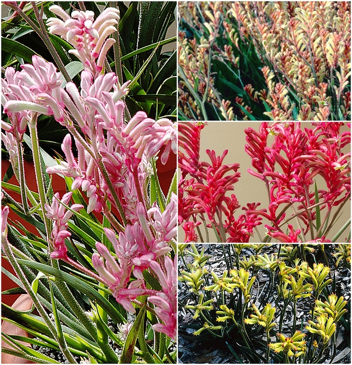 'Multiple Varieties' Kangaroo Paws - Anigozanthos from Sunshine Grower Nursery
