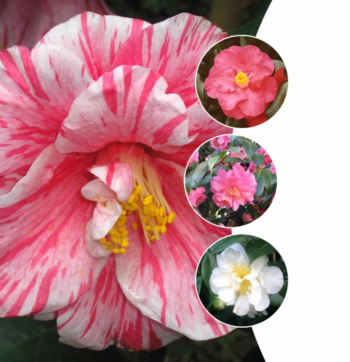 'Multiple Varieties' Assorted, Camellia - Camellia from Sunshine Grower Nursery