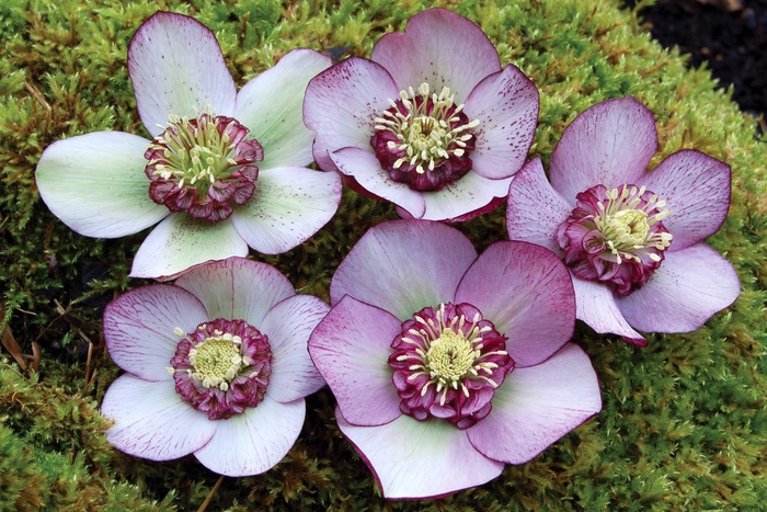 'Carousel Strain' Lenten Rose - Helleborus from Sunshine Grower Nursery