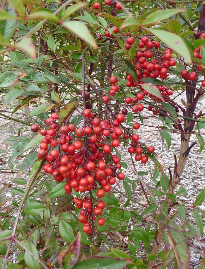Heavenly Bamboo - Nandina domestica from Sunshine Grower Nursery