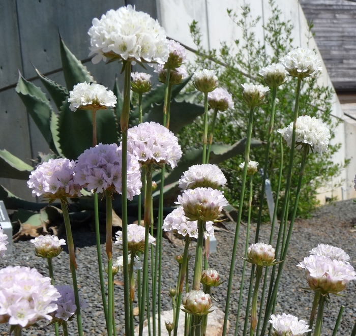 Sea Pink - Armeria cinerea from Sunshine Grower Nursery