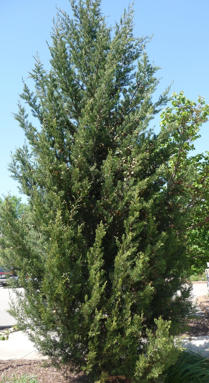 Italian Cypress - Cupressus sempervirens from Sunshine Grower Nursery
