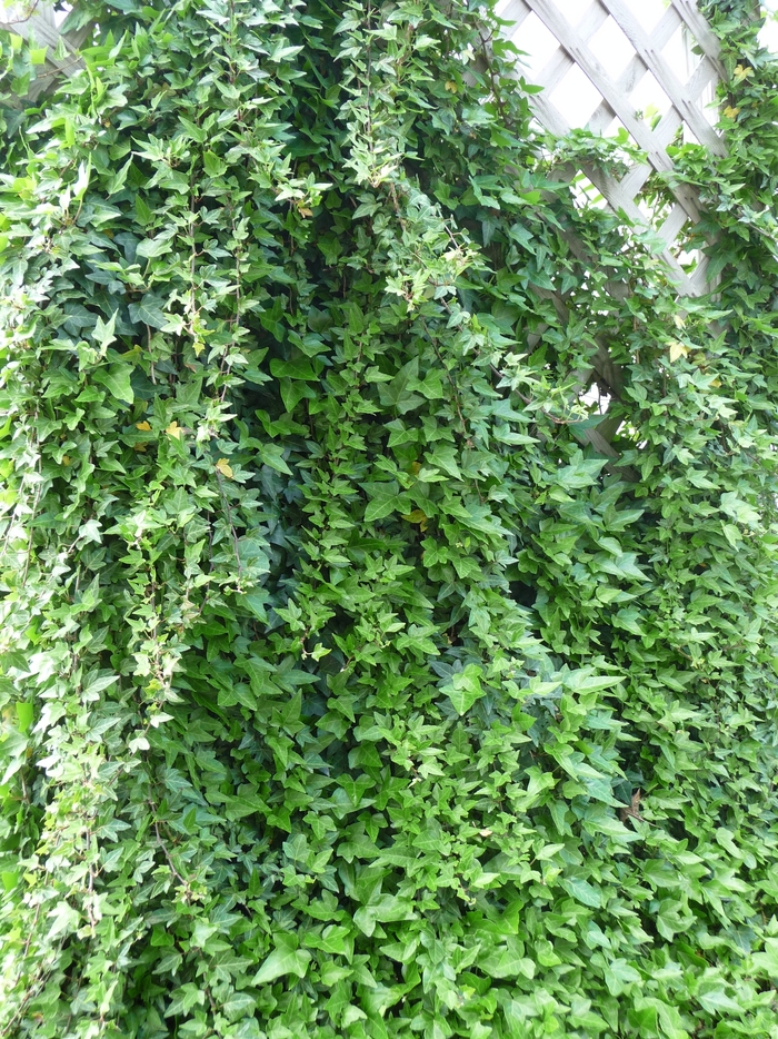 English Ivy - Hedera helix from Sunshine Grower Nursery