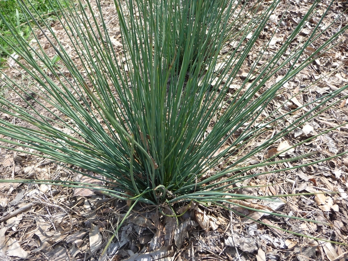 ''Blue Dart'' Common Rush - Juncus tenuis from Sunshine Grower Nursery
