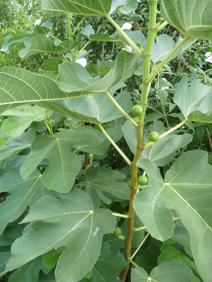 'Kadota' Kadota Fig - Ficus carica from Sunshine Grower Nursery