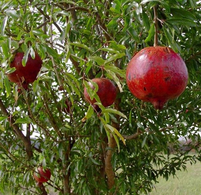 Pomegranate - Punica granatum from Sunshine Grower Nursery