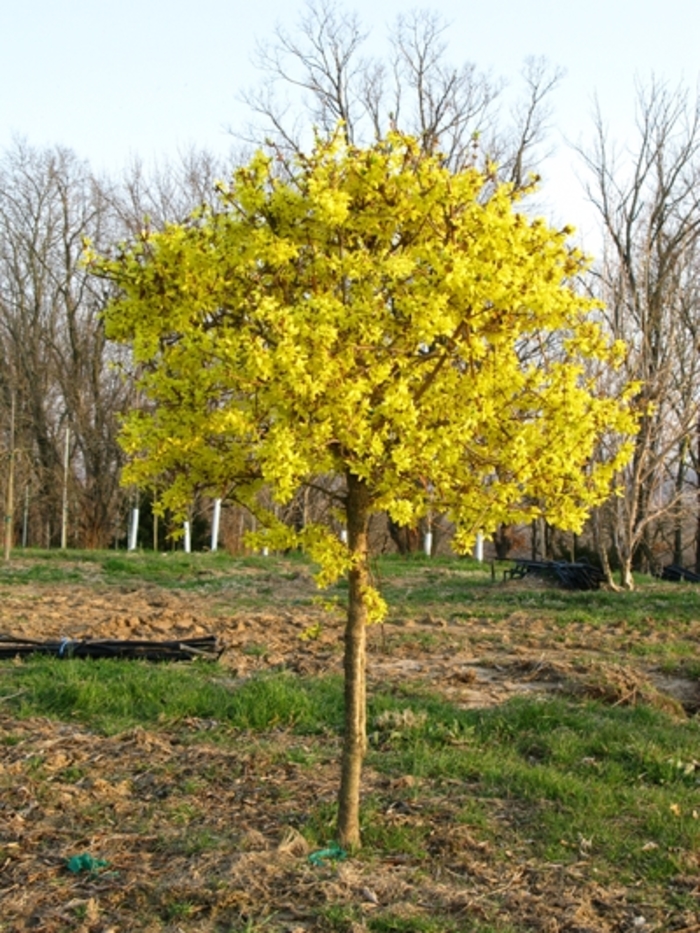 'Spring Glory' - Forsythia x intermedia from Sunshine Grower Nursery