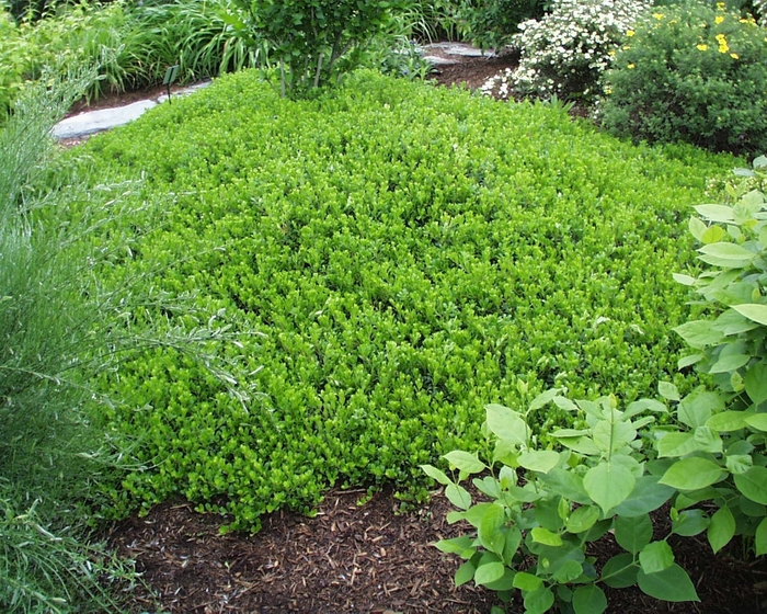 'Emerald Carpet' Manzanita - Arctostaphylos from Sunshine Grower Nursery