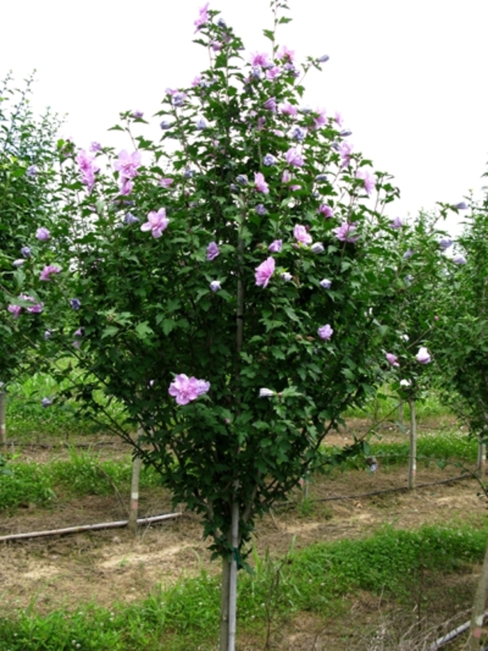 Rose of Sharon - Hibiscus syriacus from Sunshine Grower Nursery