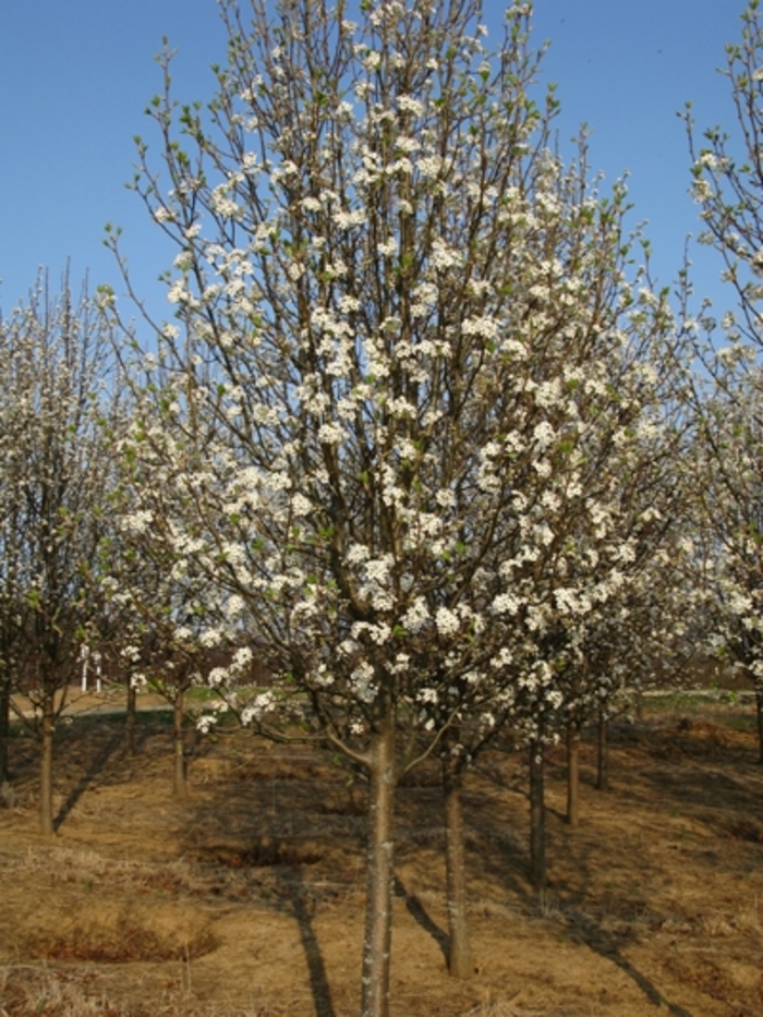 ''Bradford'' Flowering Pear - Pyrus calleryana from Sunshine Grower Nursery