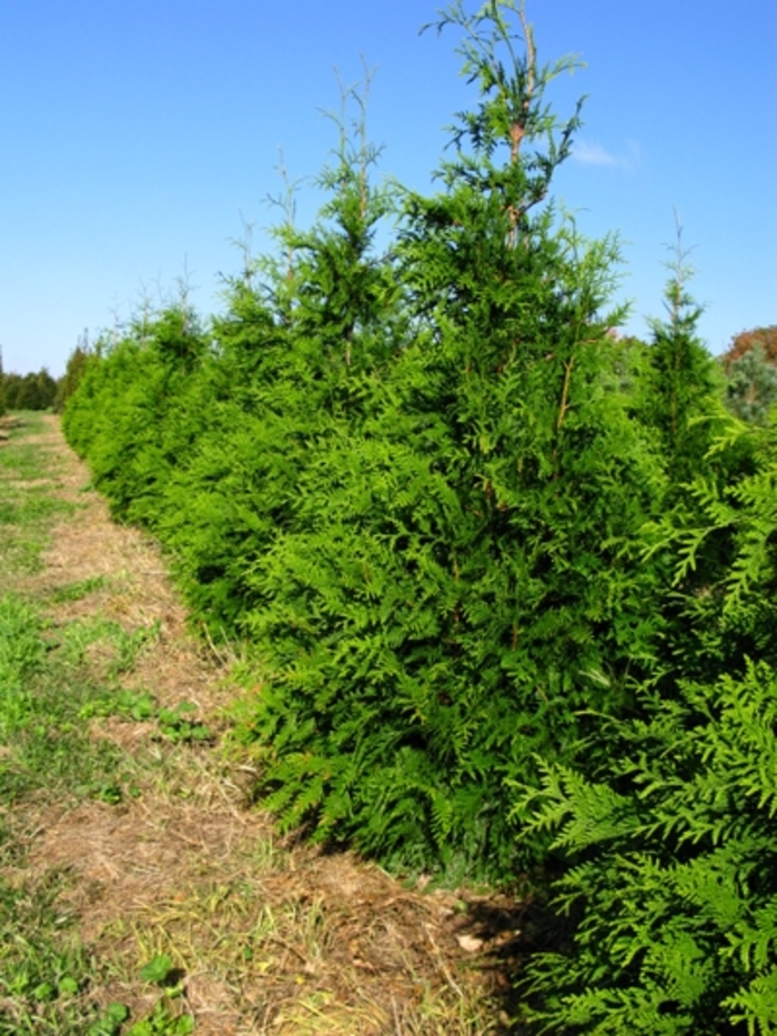'Green Giant' Giant Arborvitae - Thuja from Sunshine Grower Nursery