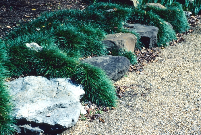 'Nana' Dwarf Mondo Grass - Ophiopogon japonicus from Sunshine Grower Nursery