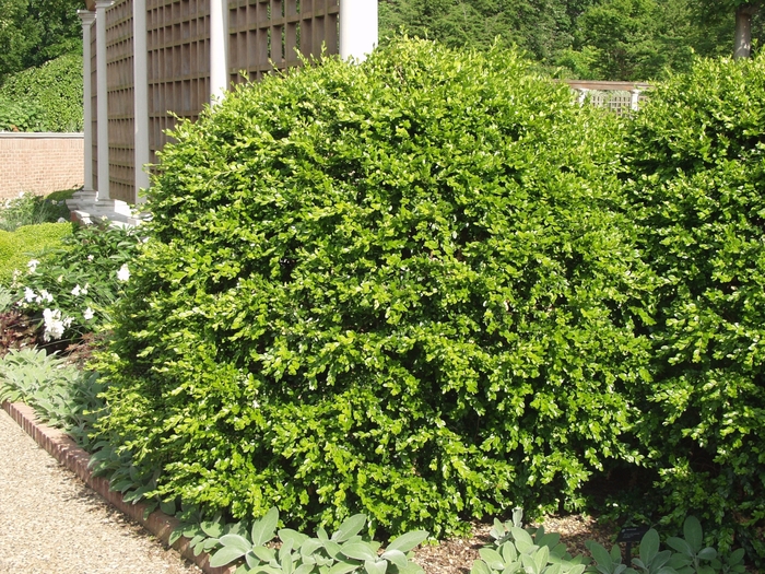 Boxwood - Buxus microphylla japonica from Sunshine Grower Nursery